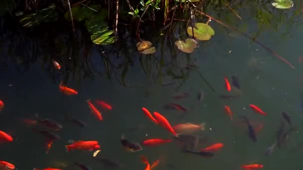 Peces koi, peces carpa de lujo nadando en el estanque  . — Vídeo de stock