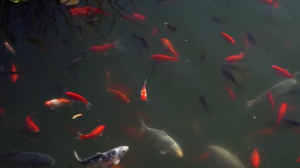 Koi fisk, Fancy karp-fiskar som simmar i dammen . — Stockvideo