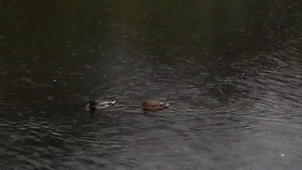 canards sous la pluie 