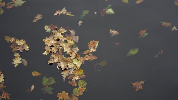 Gele plas laat herfst drijvend in zwembad — Stockvideo