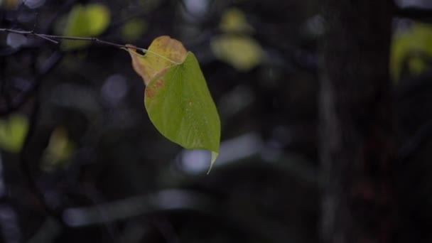 Otoño. Últimas hojas amarillas en una rama de árbol . — Vídeos de Stock