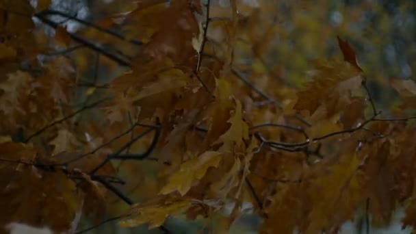 Дубове листя. Осіннє листя дуба. Жовте листя. Дивовижне осіннє листя . — стокове відео