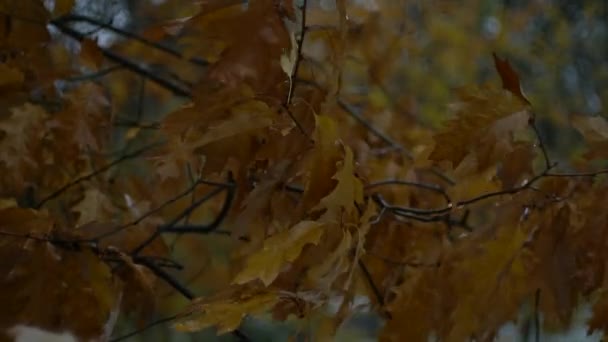 Oaken lämnar. Ek höstlöv. Gula blad. Fantastisk höst lämnar. — Stockvideo