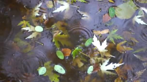 Yellow puddle leaves autumn floating in pool — Stock Video