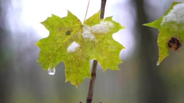 Automne. Dernières feuilles jaunes sur une branche d'arbre . — Video