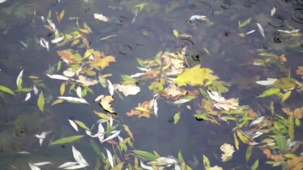 Yellow puddle leaves autumn floating in pool — Stock Video