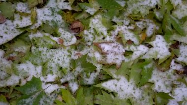 Yerde ilk kar. Buzlu yaprakları.