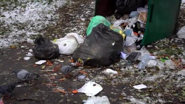 Palomas alimentándose en un contenedor de compost . — Vídeos de Stock