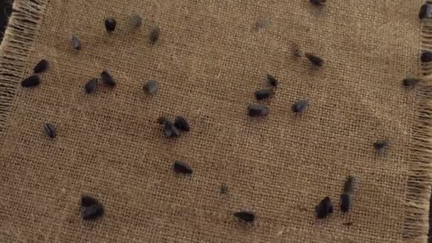 Grani cadenti di semi di girasole . — Video Stock