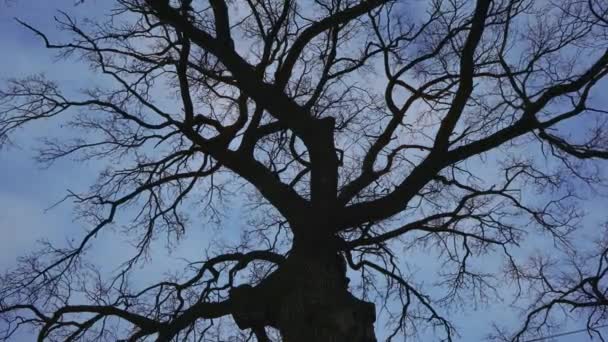 Árvore de carvalho contra um céu azul e nuvens fundo - timelapse . — Vídeo de Stock