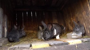 Yerli tavşan bir kafeste. Bunny koklama. Yerli tarım.