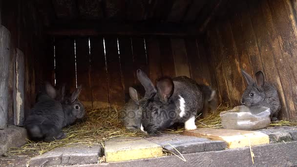 Lapins domestiques dans une cage. Je renifle le lapin. Agriculture domestique .