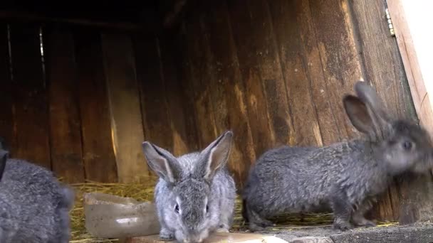 Domestic rabbits in a cage. Bunny sniffing. Domestic farming. — Stock Video