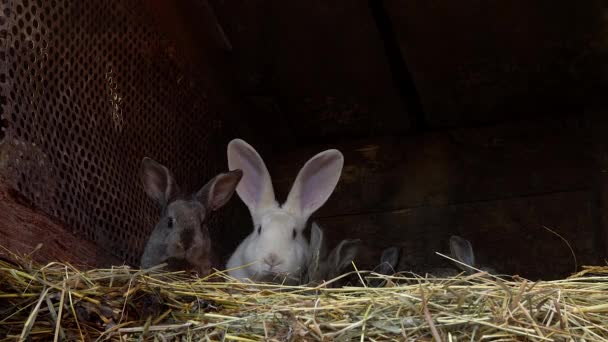 Liten grå kanin i boet med sin mor — Stockvideo