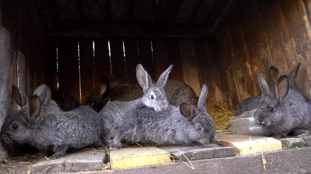 Tamme konijnen in een kooi. Bunny snuiven. Binnenlandse landbouw. — Stockvideo