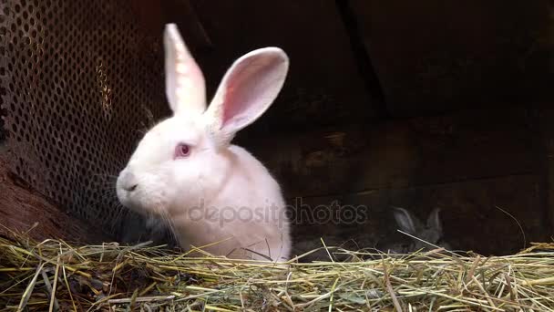 Маленький серый кролик в гнезде со своей матерью — стоковое видео