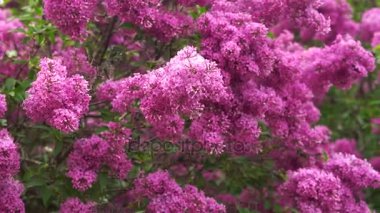 rüzgarda sallanan leylak şubeleri