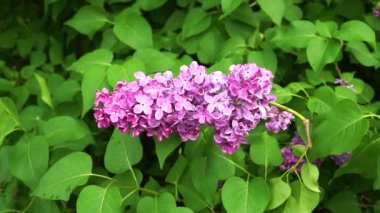 rüzgarda sallanan leylak şubeleri