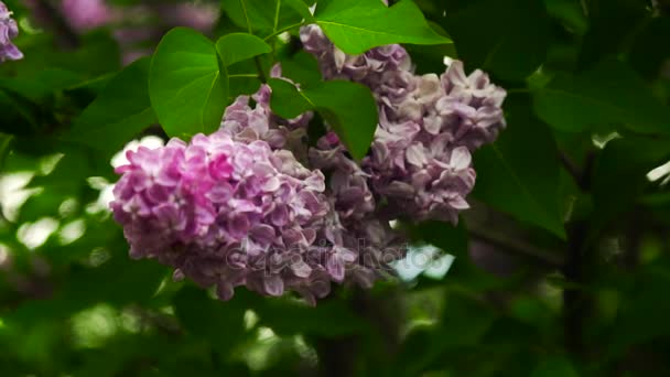 Lilac branches swaying in the wind — Stock Video