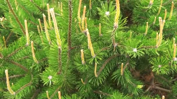 Close up of Pine or Fir tree branches moving on wind. — Stock Video