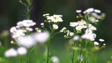 Güzel chamomiles bahçede çiçek ve rüzgarda sway.