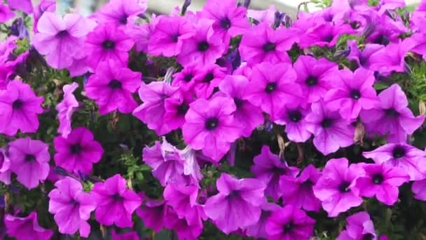 Kleurrijke Petunia's close-up. — Stockvideo