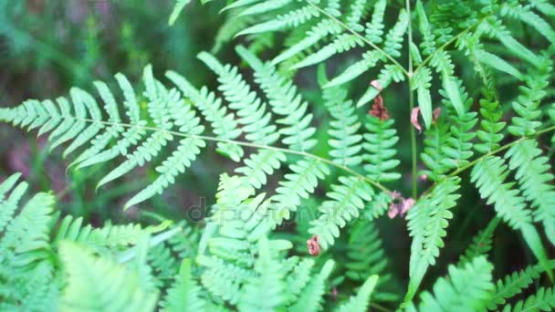 Big old lush fern growing in overgrown lush wild jungle. — Stock Video