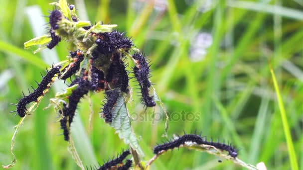 Pavão borboleta lagartas alimentando-se de urtiga picante — Vídeo de Stock