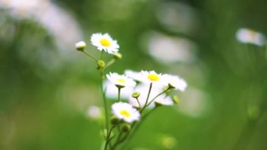 Güzel chamomiles bahçede çiçek ve rüzgarda sway.