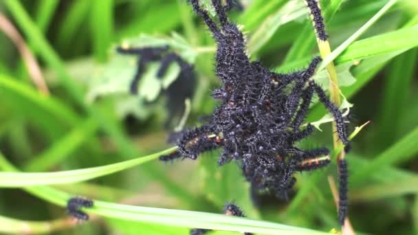 Orugas mariposa del pavo real alimentándose de ortiga — Vídeos de Stock