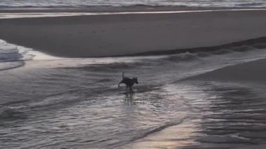 Plajda mutlu köpek çalıştırır.