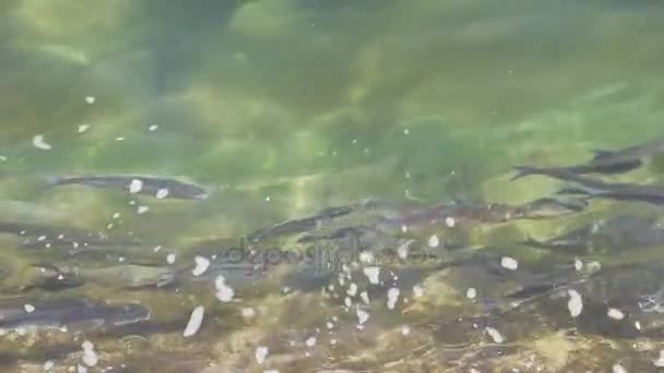 Κοπάδια των ψαριών στο νερό — Αρχείο Βίντεο