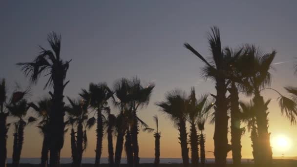 日落天空背景下的棕榈树在风中吹拂 — 图库视频影像