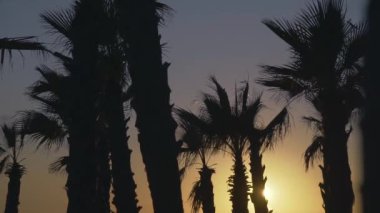 Palmiye ağaçları karşı günbatımı gökyüzü arka plan rüzgarda üfleme