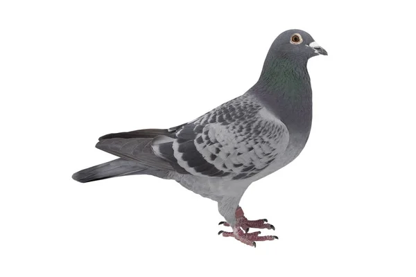 Gros plan de vitesse course pigeon oiseau isoler fond blanc — Photo