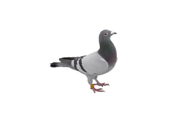 Close up of speed racing pigeon bird isolate white background — Stock Photo, Image