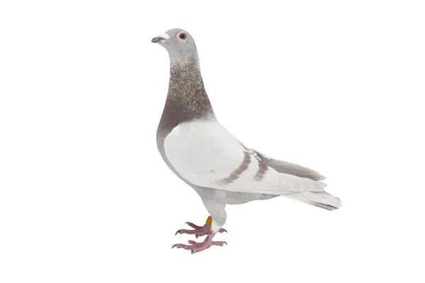 Close up van snelheid racen duif vogel isoleren witte achtergrond — Stockfoto