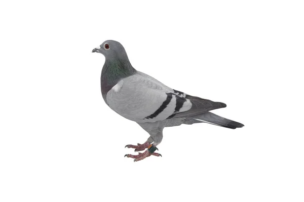 Bliska prędkości racing pigeon ptak izolat białe tło — Zdjęcie stockowe