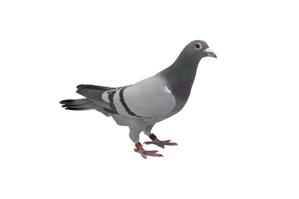 Close up of speed racing pigeon bird isolate white background — Stock Photo, Image