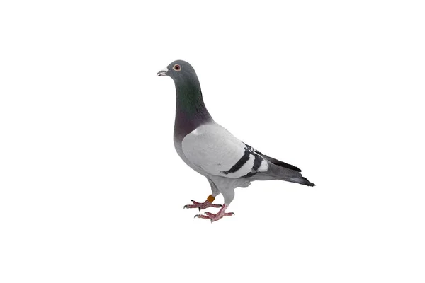 Close up of speed racing pigeon bird isolate white background — Stock Photo, Image