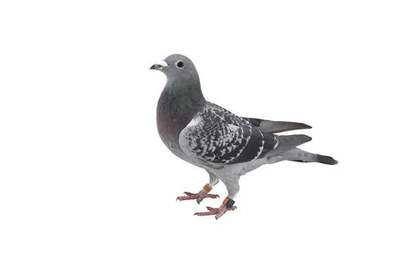 Gros plan de vitesse course pigeon oiseau isoler fond blanc — Photo