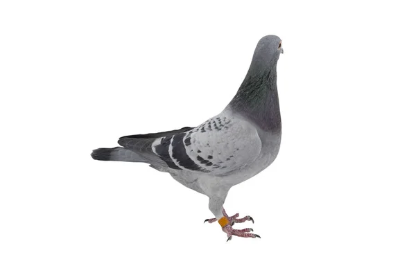 Gros plan de vitesse course pigeon oiseau isoler fond blanc — Photo