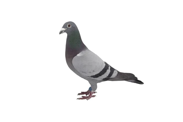 Close up of speed racing pigeon bird isolate white background — Stock Photo, Image