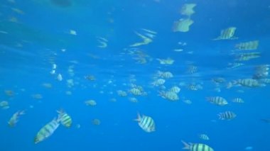 okul Hint-Pasifik Çavuş mercan, Red sea, Mısır üzerinde yüzüyor