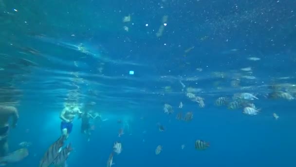 School of Indo-Pacific sergeant swims over coral reef, Red sea, Egypt — Stock Video