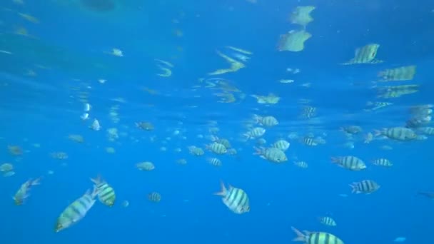 School of Indo-Pacific sergeant swims over coral reef, Red sea, Egypt — Stock Video