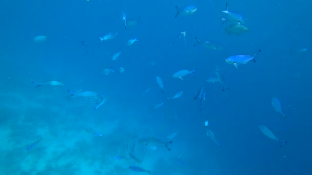 Škola ze žlutoploutvého goatfish Mulloides vanicolensis — Stock video