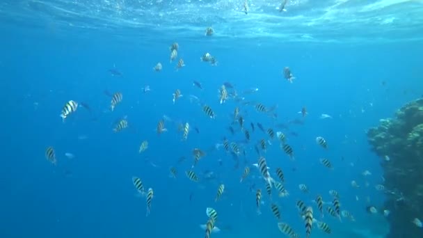 Schule des indo-pazifischen Feldwebels schwimmt über Korallenriff, rotes Meer, Ägypten — Stockvideo