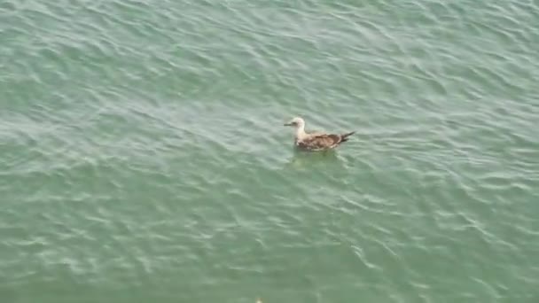 Eine weiße Möwe schwimmt. — Stockvideo