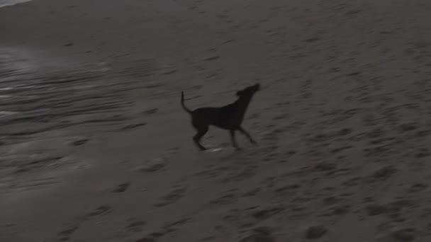 Gelukkige hond op het strand loopt. — Stockvideo